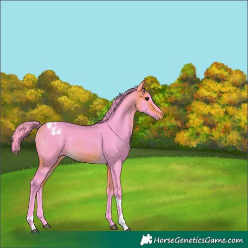Horse Color:Watercolor Buckskin Tobiano Blanket 