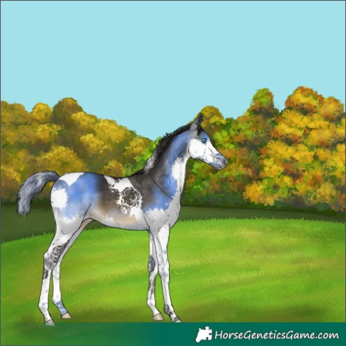 Horse Color:Buckskin Splash Tobiano