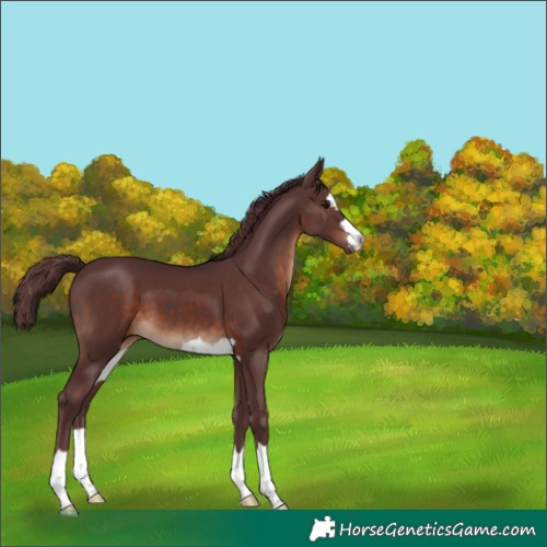 Horse Color:Chocolate Brown