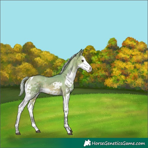 Horse Color:Watercolor Silver Buckskin Dun Splash Tobiano