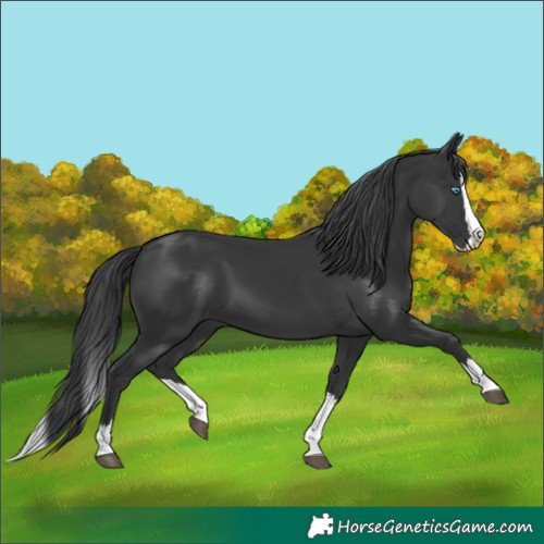 Horse Color:Black Splash