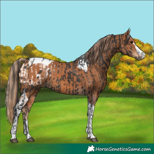 Horse Color:Black Blanket and Chestnut Tobiano
