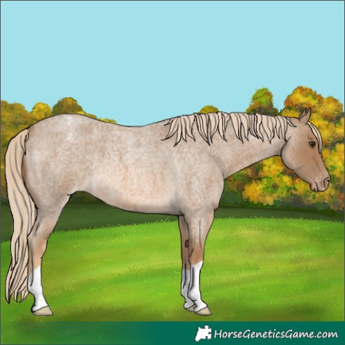 Horse Color:Chocolate Palomino Roan Varnish