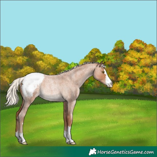 Horse Color:Silver Brown Roan Pearl Snowcap