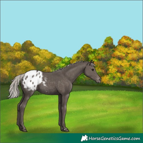 Horse Color:Silver Black Varnish 