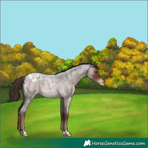 Horse Color:Liver Red Roan Varnish