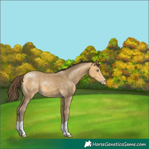 Horse Color:Amber Cream Champagne 