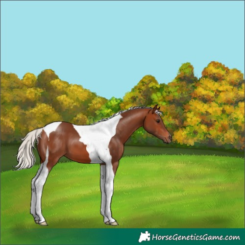 Horse Color:Silver Brown Tobiano