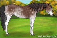 Horse Color:White Spotted Bay Rabicano