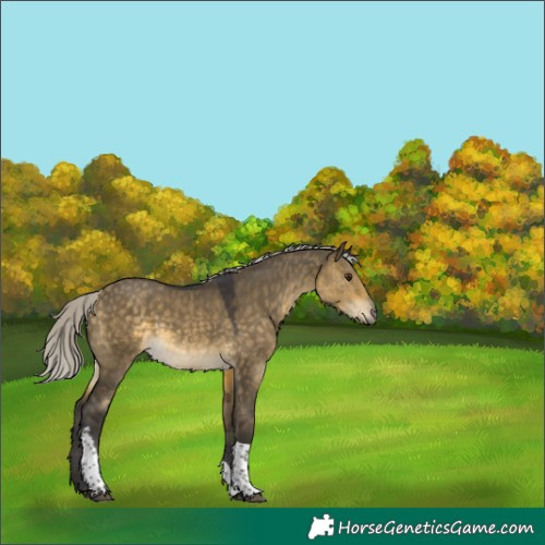 Horse Color:Silver Buckskin Dun Tobiano Rabicano