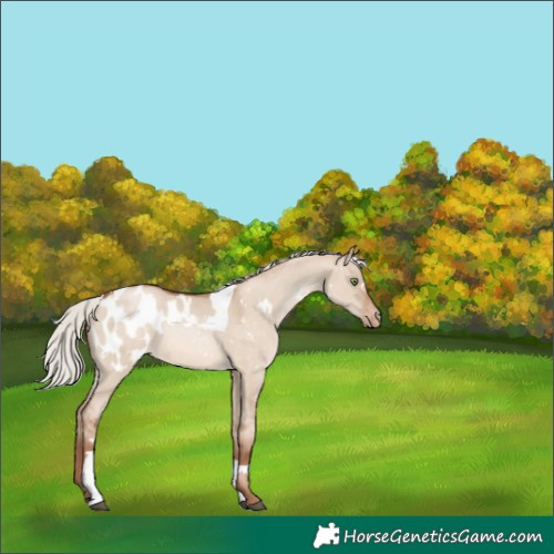 Horse Color:White Spotted Silver Brown Pearl Dun Tobiano Blanket Rabicano 