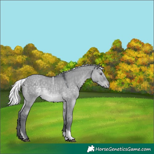 Horse Color:Silver Grullo Chinchilla Tobiano Varnish