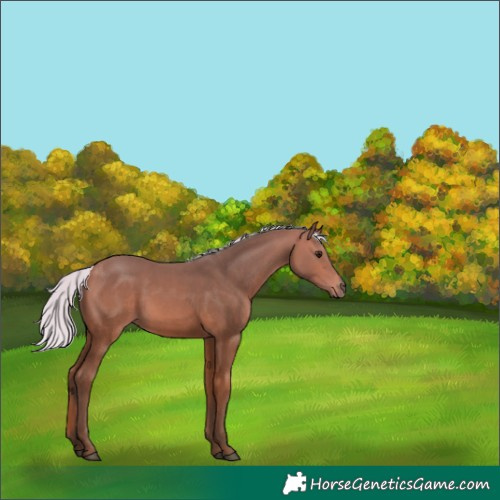Horse Color:Silver Bay