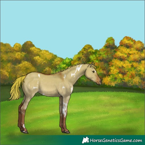 Horse Color:White Spotted Red Dun