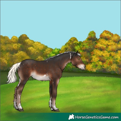 Horse Color:White Spotted Liver Chestnut Mushroom Sabino 
