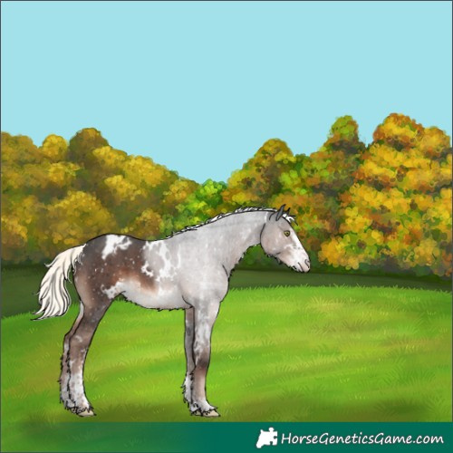 Horse Color:White Spotted Liver Chestnut Mushroom Sabino Blanket