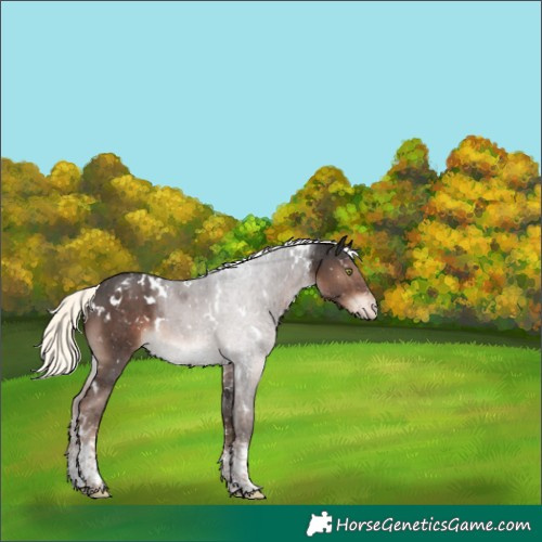 Horse Color:White Spotted Liver Chestnut Mushroom Sabino Blanket