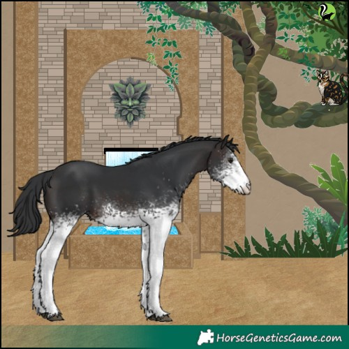Horse Color:White Spotted Brown