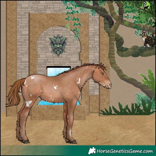 Horse Color:White Spotted Bay Pearl 