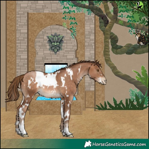 Horse Color:White Spotted Brown Pearl