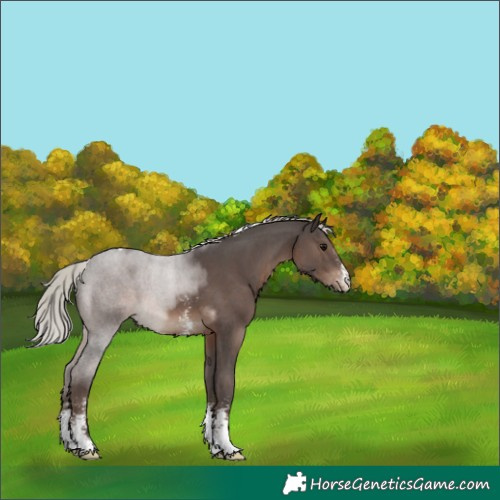 Horse Color:Silver Black Sabino Tobiano Varnish