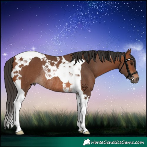 Horse Color:Bay Tobiano Rabicano 