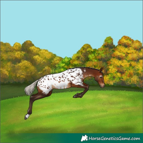 Horse Color:Gray Silver Bay Near Leopard