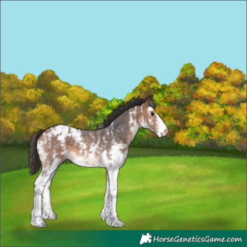 Horse Color:Bay Sabino Blanket 