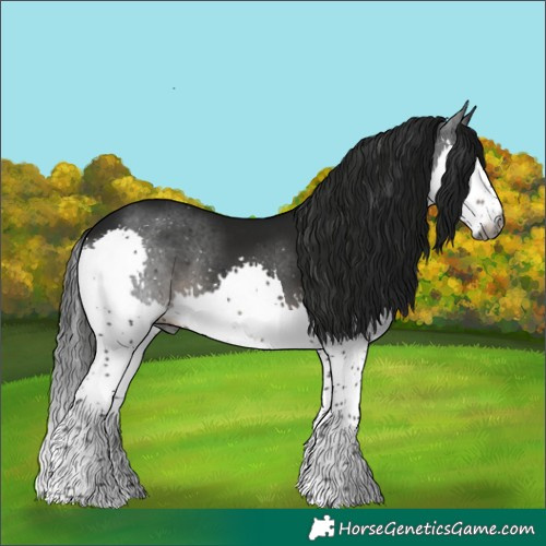 Horse Color:Gray Smoky Black Splash 
