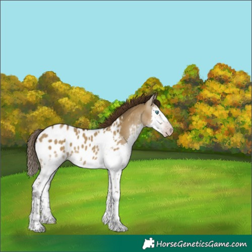 Horse Color:Gray Classic Cream Champagne Dun Splash Near Leopard 