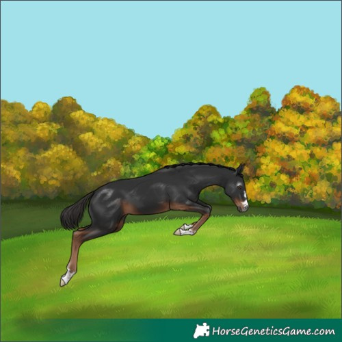 Horse Color:Gray Liver Chestnut 