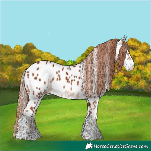 Horse Color:Chestnut Leopard
