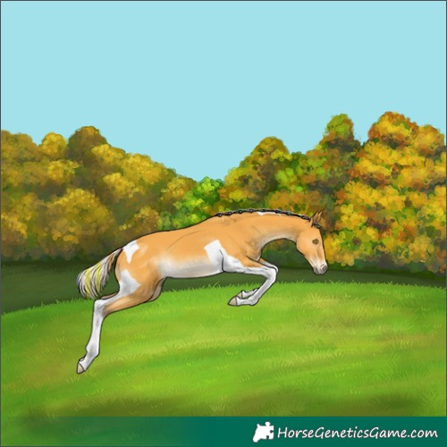 Horse Color:Painted Silver Buckskin Tobiano 
