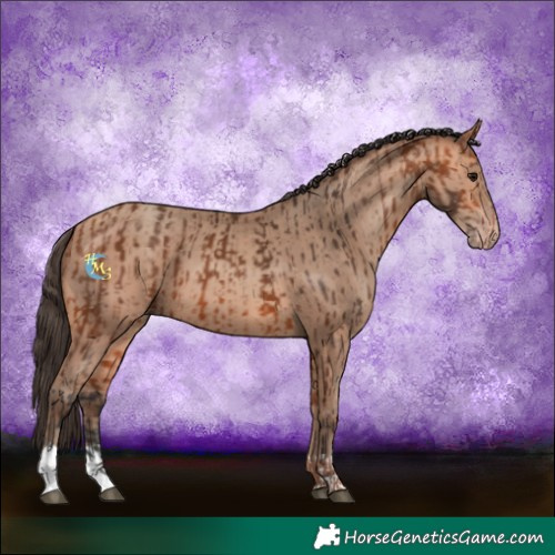 Horse Color:Bay  and Amber Champagne 