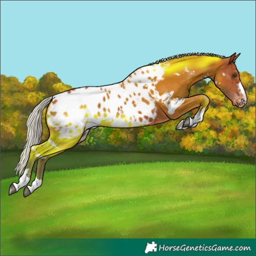 Horse Color:White Spotted Silver Bay Blanket