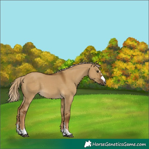 Horse Color:Chocolate Palomino Dun 