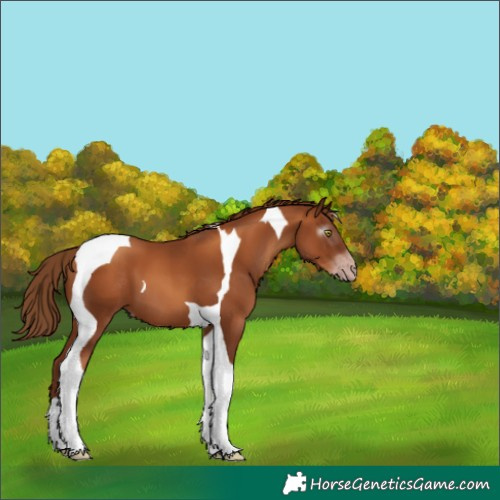 Horse Color:Gray Gold Champagne Tobiano