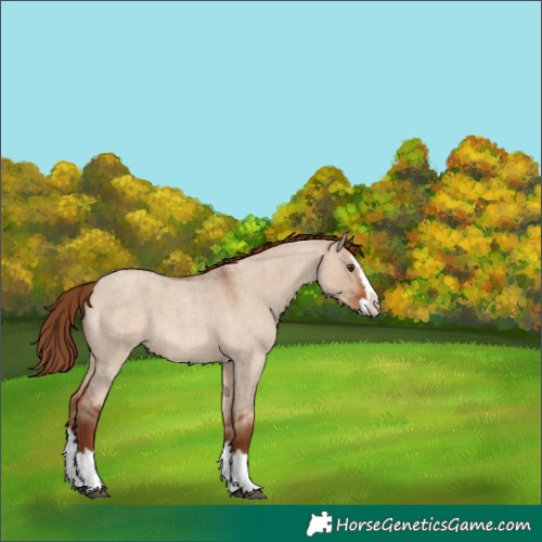 Horse Color:Red Dun Roan Splash 
