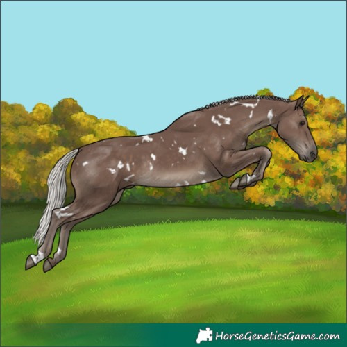 Horse Color:White Spotted Silver Black Rabicano 