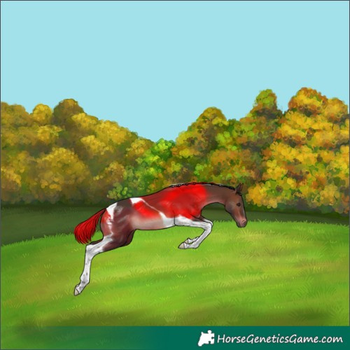 Horse Color:Brown Tobiano 