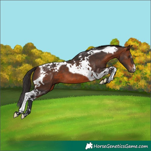 Horse Color:Brown Tobiano 