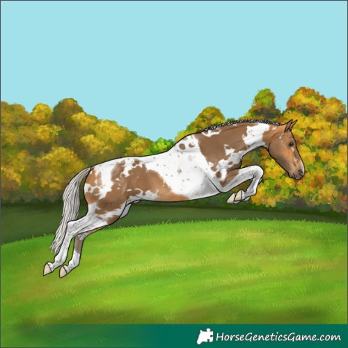 Horse Color:White Spotted Silver Buckskin Tobiano