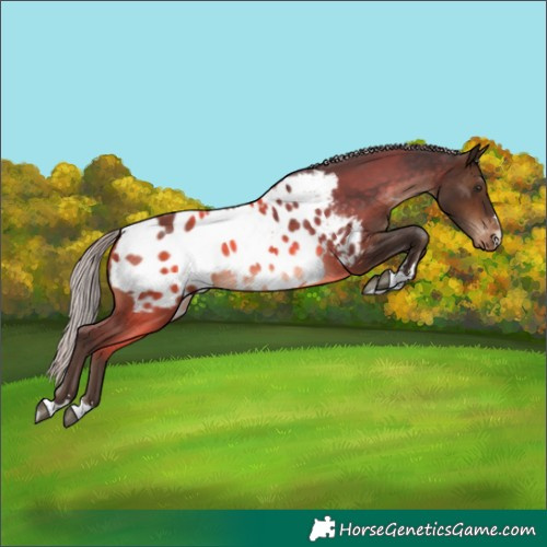 Horse Color:Silver Brown Blanket 