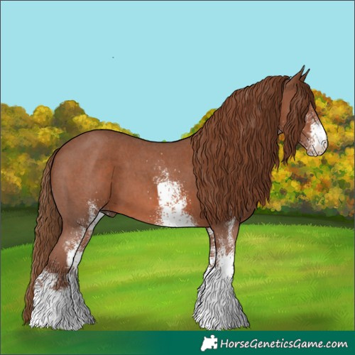 Horse Color:White Spotted Chestnut 