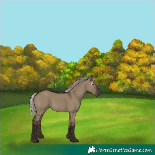 Horse Color:Gray Silver Grullo Rabicano