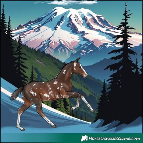 Horse Color:White Spotted Liver Chestnut Sabino Splash