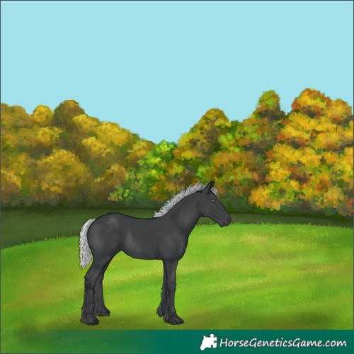 Horse Color:Silver Black Chinchilla Rabicano