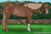 Horse Color:Chestnut Rabicano 