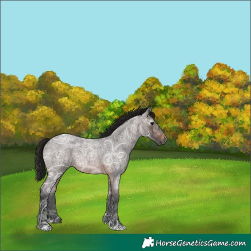 Horse Color:Gray Bay Ice Roan Rabicano