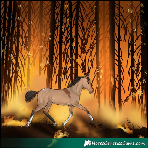 Horse Color:Bay Dun Tobiano
